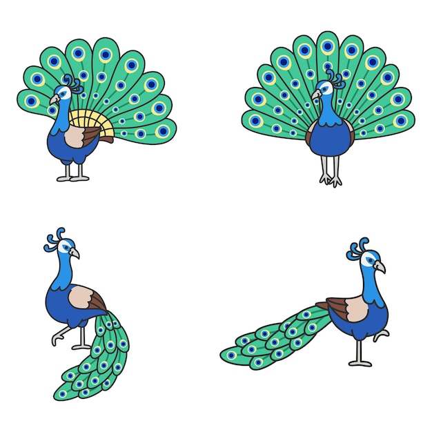 lindo pavo real