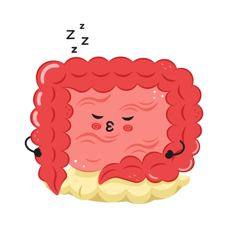 Vector el lindo personaje de dibujos animados del intestino durmiendo pacíficamente sobre un fondo blanco