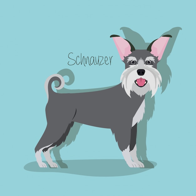 Vector lindo personaje de mascota de perro schnauzer