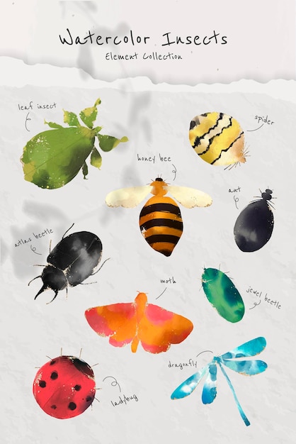 Lindo vector de colección de insectos acuarela