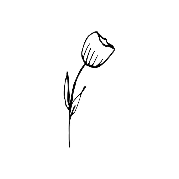 Lindos elementos florales dibujados a mano. Ilustración de vector de Doodle para diseño de boda, logotipo y tarjeta de felicitación.