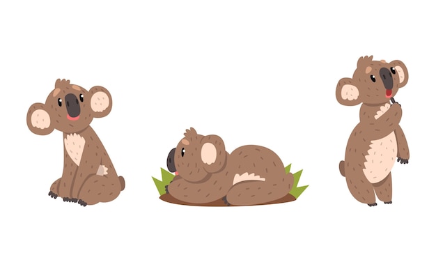 Los lindos osos Koala muestran al adorable animal australiano en diferentes posturas Ilustración vectorial