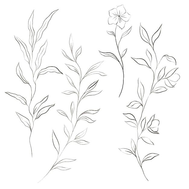Line art de flores y plantas.