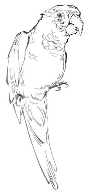 Line drawing of a parrot