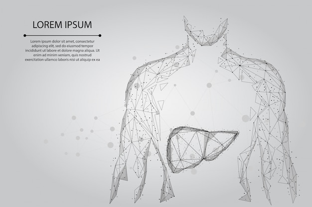 Línea abstracta y punto cuerpo humano con el hígado. salud, ciencia y tecnología