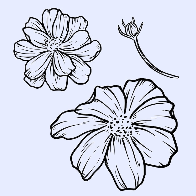 Línea arte cosmos flor ilustración dibujado a mano