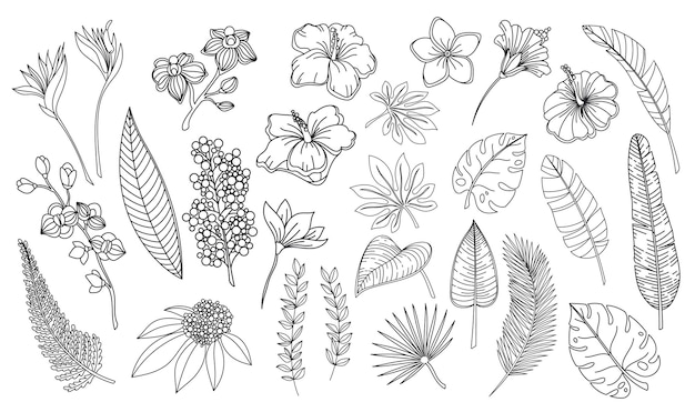 Línea arte tropical hojas y flores. Esquema bosque palma monstera helecho hojas hawaianas, orquídea, hibisco, flor de plumeria. Ilustración de vector de elementos tropicales de plantas dibujadas a mano.