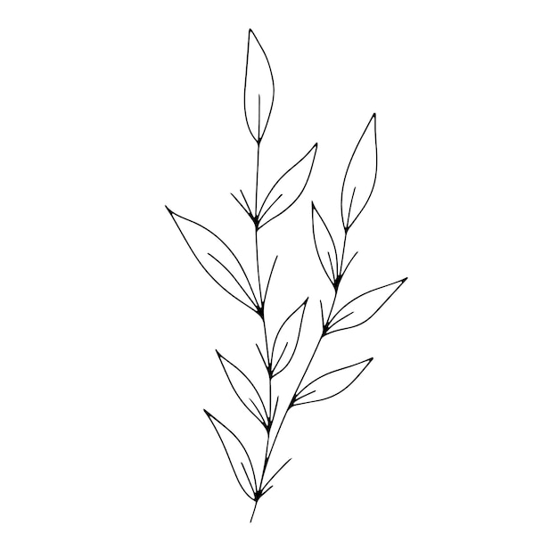 Línea botánica arte floral hojas planta rama de boceto dibujado a mano aislado sobre fondo blanco
