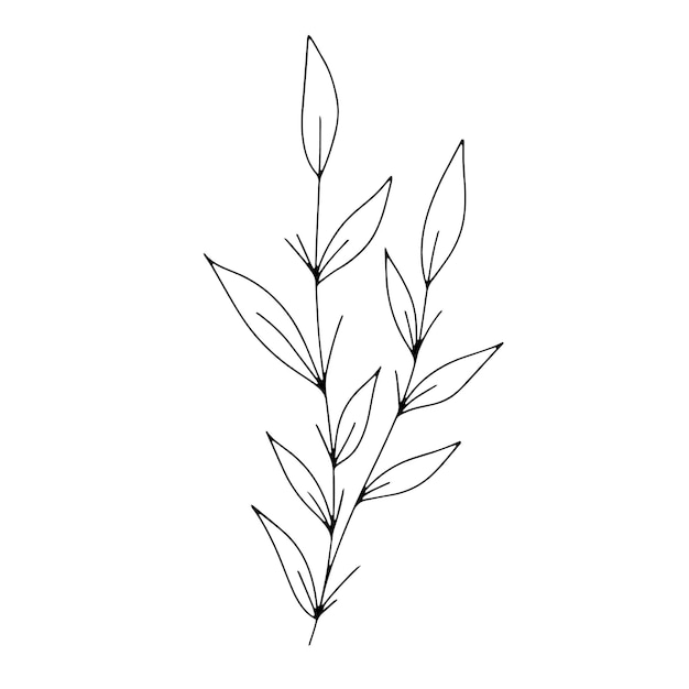 Línea botánica arte floral hojas planta rama de boceto dibujado a mano aislado sobre fondo blanco