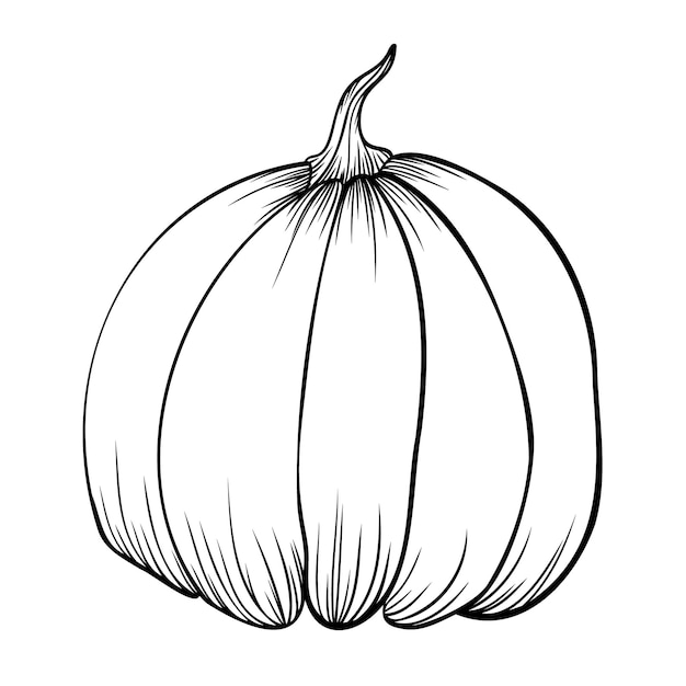 Línea de calabaza dibujada sobre fondo blanco doodle vector otoño ilustración