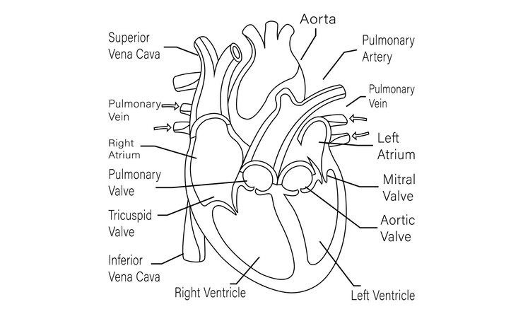Vector línea de células de flujo sanguíneo del corazón humano arte vectorial y diseño de ilustraciones