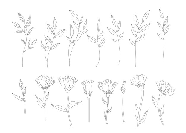 Línea dibujada a mano ilustración de flores y hojas hoja en una rama elegante ranunculus