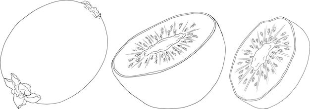 Línea dibujada a mano por vector Kiwi o grosella china o yangtaosign Frutas exóticas tropicales