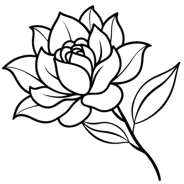 La línea elegante del arte de la rosa