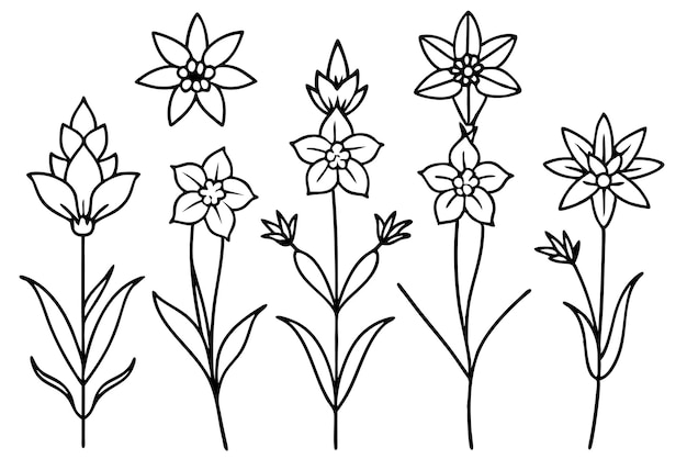 una línea de flores dibujadas sobre un fondo blanco