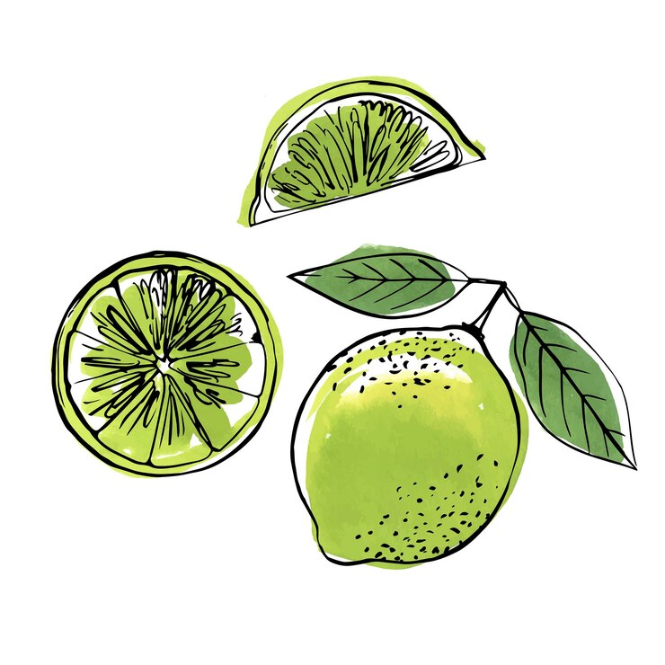 Vector línea negra lima dibujada sobre un fondo blanco dibujo vectorial de color de frutas cítricos
