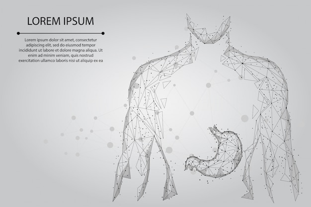 Línea de puré y punto hombre silueta estómago sano puntos conectados low polyframe. bajo poli
