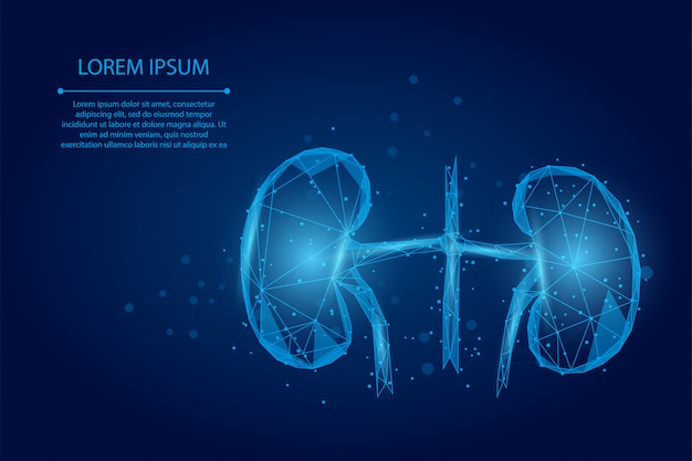 Línea de puré y punto riñones humanos. sistema de urologia medicina tratamiento baja poli