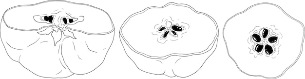 Línea vectorial Frutas de manzana de quince cortadas enteras y a mitad Granja tropical Jardín maduro Cosecha frutas exóticas