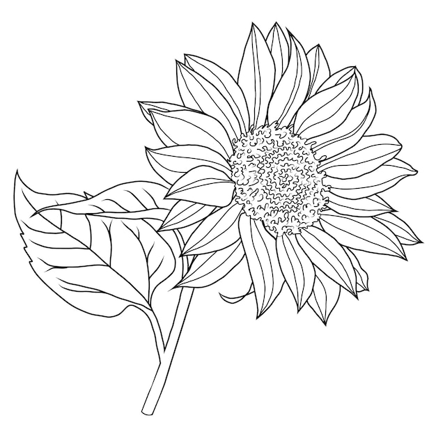 Línea vectorial girasol Naturaleza de verano Ilustración de flor de estilo dibujado a mano