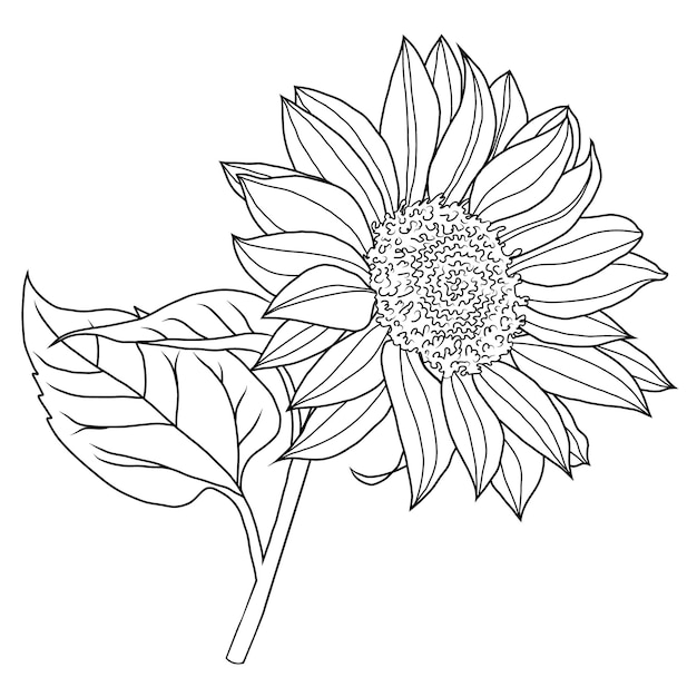 Línea vectorial girasol naturaleza de verano ilustración de flor de estilo dibujado a mano