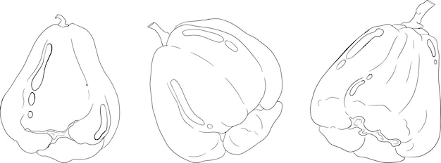 Línea vectorial Manzana rosa o roja manzana de java buah jambu o manzana de cera rosa de semarang