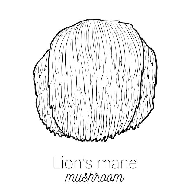 Lions Mane Medical Mushroom Ilustración vectorial en blanco y negro