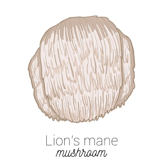 Lions Mane Medical Mushroom Ilustración vectorial colorida