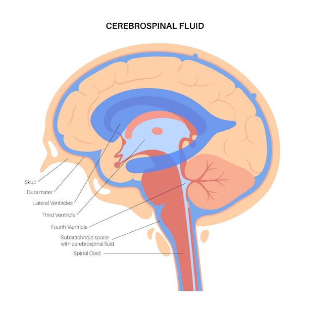 Vector líquidos cerebroespinales en el cerebro. anatomía del sistema ventricular. ilustración de vector de ventrículos cerebrales