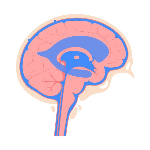 Líquidos cerebroespinales en el cerebro. Anatomía del sistema ventricular. Ilustración de vector de ventrículos cerebrales