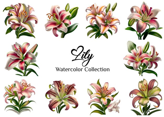 Vector lirio acuarela vintage floral ramo acuarela floral lienzo