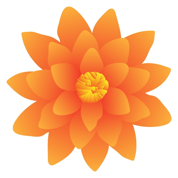 Lirio de agua naranja Flor brillante vista superior