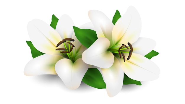 Lirio blanco sobre fondo blanco estilo 3D