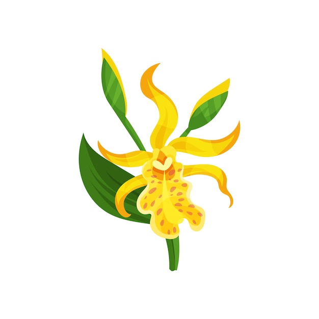 Lirio de Canna floreciente con pétalos amarillos y hoja verde Magnífica flor tropical Elemento de vector plano para libro botánico o póster