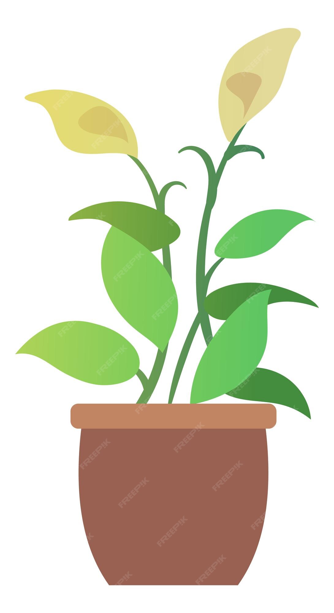 Lirio de la paz en maceta. linda planta de interior de flor blanca aislado  sobre fondo blanco. | Vector Premium