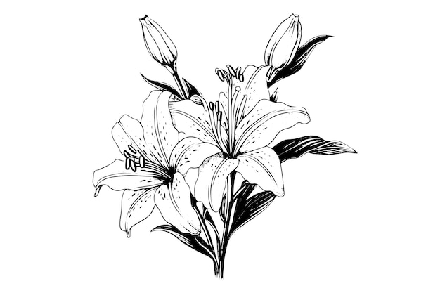 Lirio de ramo monocromático blanco y negro aislado sobre fondo blanco Ilustración vectorial dibujada a mano