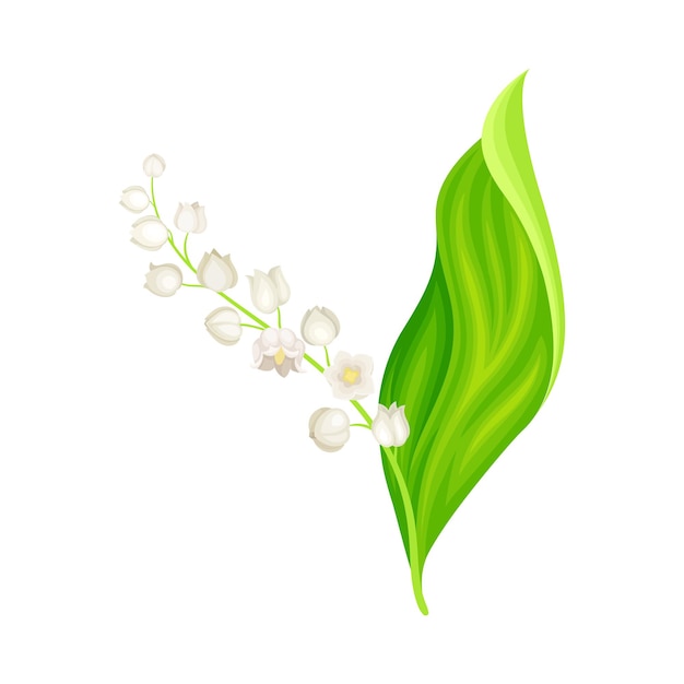 Vector lirio del valle con flores blancas en forma de campana colgantes ilustración vectorial