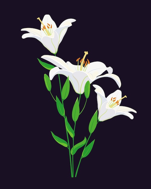 Vector los lirios blancos aislados en fondo negro ilustración vectorial de flores se puede utilizar para invitaciones