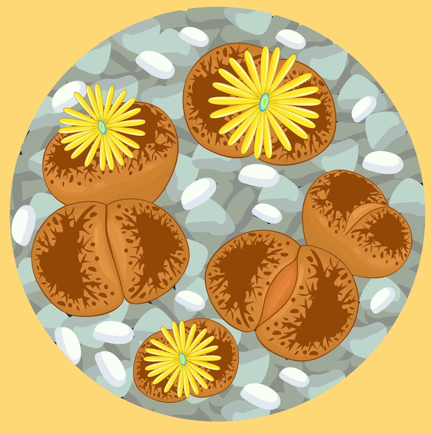 Vector lithops florecientes