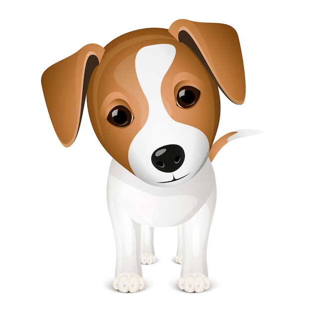 Little jack russel aislado sobre fondo blanco.