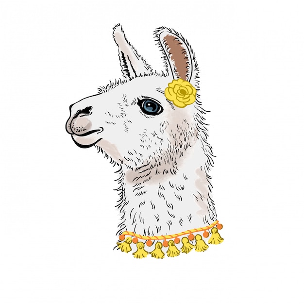 Llama, Alpaka. Dibujado llama cabeza retrato, ilustración.