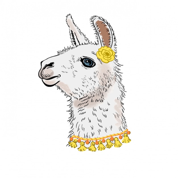 Vector llama, alpaka. dibujado llama cabeza retrato, ilustración.