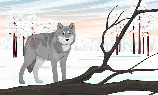 Un lobo gris se encuentra en un campo de invierno cubierto de nieve con una rama de árbol. paisaje de vector realista de invierno