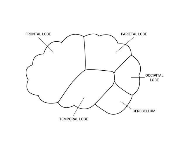 Lóbulos de la línea de visión del lado humano del cerebro. áreas frontal parietal occipital lóbulo temporal. cerebro