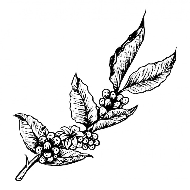 Logo de coffe tree