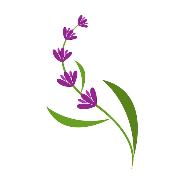 El logotipo de la flor de lavanda fresca