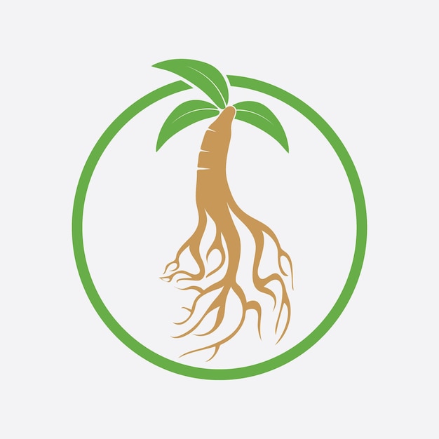 Logotipo de ginseng y plantilla vectorial