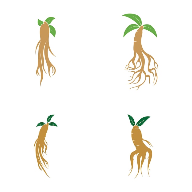 Logotipo de ginseng y plantilla vectorial