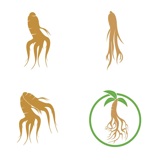 Logotipo de ginseng y plantilla vectorial