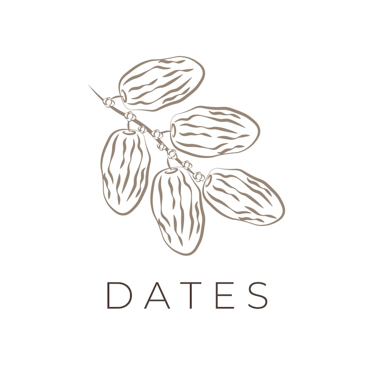 Logotipo de ilustración de arte de línea de fruta de fecha árabe seca
